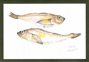 画像1: 絵葉書『秋田の景色　鰰（はたはた）』