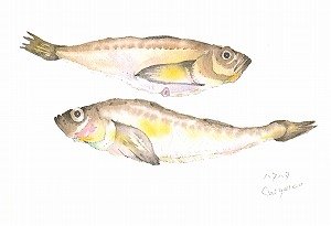画像2: 絵葉書『秋田の景色　鰰（はたはた）』