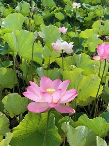 いらっしゃいませ