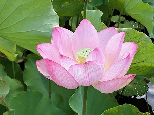 いらっしゃいませ