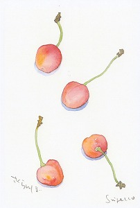 絵葉書 さくらんぼ セレクトショップ 秋田 蕗だより